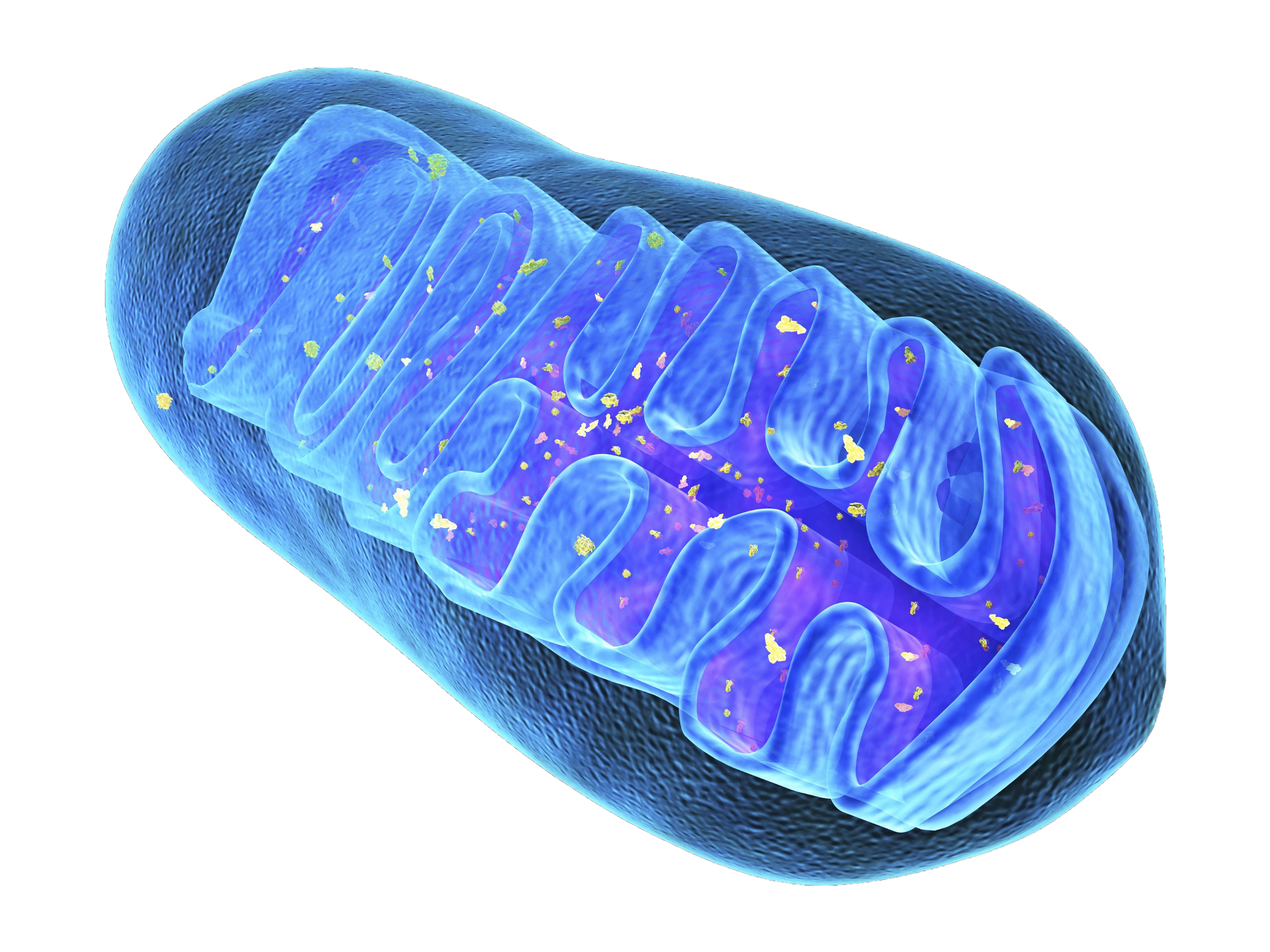 Detailní ilustrace mitochondrie s modrým pozadím, zobrazující vnitřní strukturu a funkci buněčné energetické stanice.